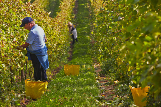 The autumn grape harvest in Devon, southwest England.; Bishopsteignton, Teignmouth, Devon, England, Great Britain.