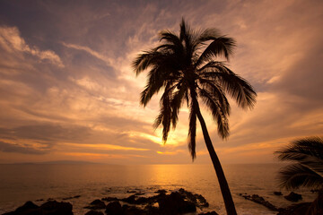 Tropical sunset with soft, golden light over the Pacific Ocean and silhouette of palm trees on the Island of Maui in Kihei; Kihei, Wailea, Maui, Hawaii, United States of America