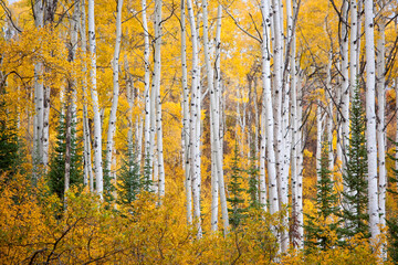 Aspen trees in vibrant autumn colours on Thorpe Mountain near Steamboat Springs, Colorado, USA; Colorado, United States of America