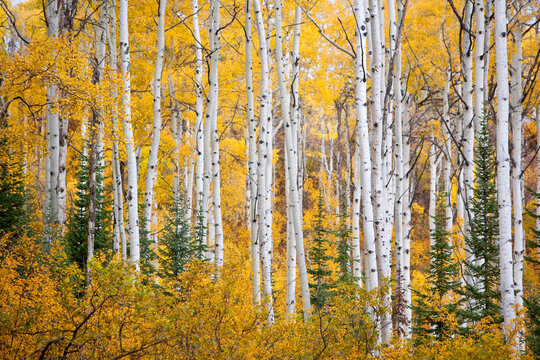 Aspen trees in vibrant autumn colours on Thorpe Mountain near Steamboat Springs, Colorado, USA; Colorado, United States of America