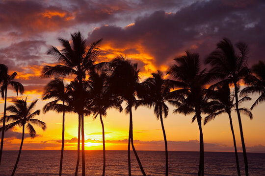 Beautiful sunset with orange and yellow hues over the Pacific Ocean with row of palm trees silhouetted; Wailea, Maui, Hawaii, United States of America