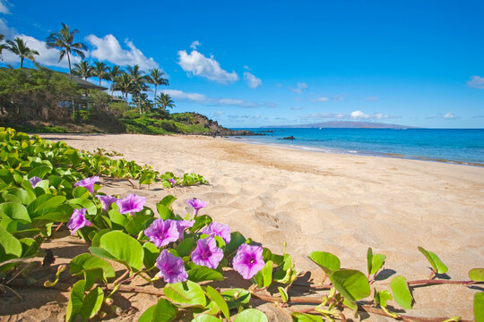 Palau'ea Beach also known as White Rock Beach with Beach Morning Glories (Ipomoea pes-caprae) in foreground in Makena on the Island of Maui; Wailea, Maui, Hawaii, United States of America