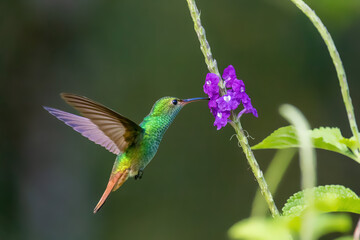 Rufous-tailed hummingbird hovering at a purple flower in Drake Bay, Costa Rica