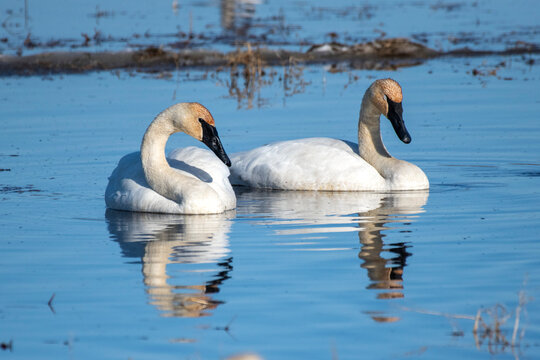 Pair of Trumpeter Swans (Cygnus buccinator) with reflections swimming in placid water at Creamer's Field Migratory Waterfowl Refuge; Fairbanks, Alaska, United States of America