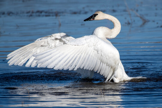 Trumpeter Swan (Cygnus buccinator) flapping its wings and splashing in shallow water at Creamer's Field Migratory Waterfowl Refuge; Fairbanks, Alaska, United States of America