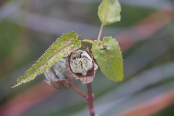 furry plant seed shell