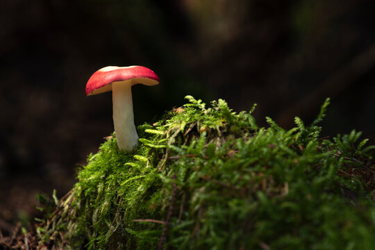An isolated toadstool momentarily basks in the sunlight in a dark and dense forest floor, Slaley Woods; Hexham, Northumberland, England
