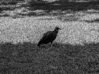 A vulture patiently waiting in the grass