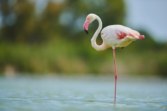Greater Flamingo (Phoenicopterus roseus) standing on one leg in water, Parc Naturel Regional de Camargue; Camargue, France