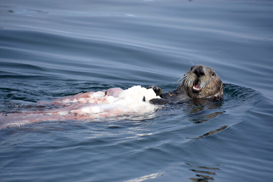 A sea otter (Enhydra lutris) feeds on an octopus it caught near Flat Island in Cook Inlet; Homer, Alaska, United States of America
