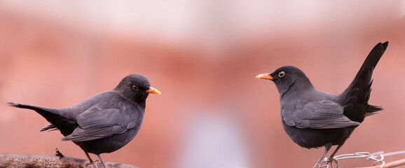 A pair of blackbirds facing each other on a blurry red and white background....