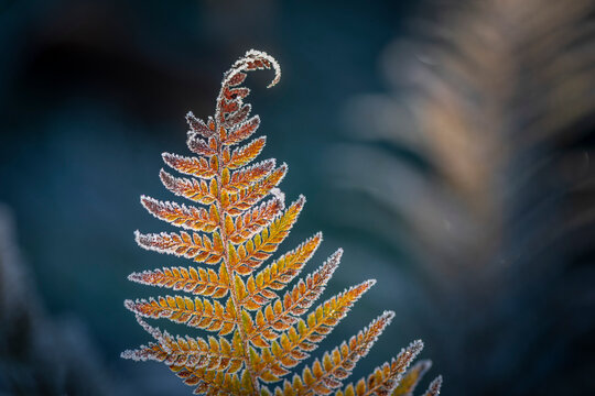 Detail of a Frosted Sword Fern; Olympia, Washington, United States