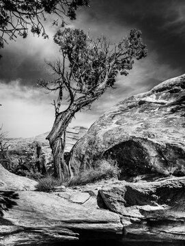 Black and white image of a twisted and gnarled Juniper tree in Canyonlands National Park; Moab, Utah, United States of America