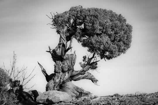 Black and white image of a very old twisted and gnarled Juniper tree in Canyonlands National Park; Moab, Utah, United States of America