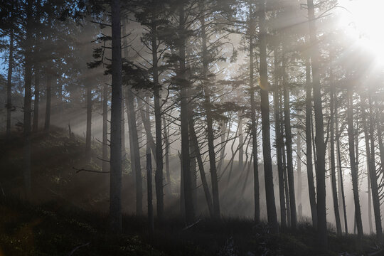 The mist laden rays of the sun through coastal trees at Ruby Beach on the Olympic Peninsula, Olympic National Forest, Washington State; Kalaloch, Washington, United States of America