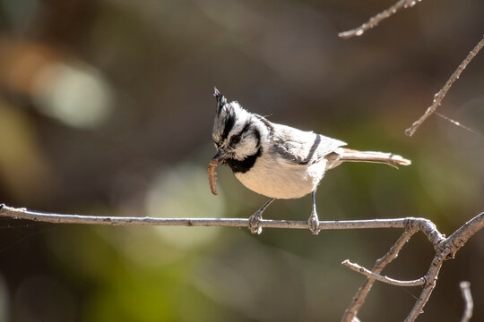 Bridled Titmouse feeding on a caterpillar, Arizona, USA