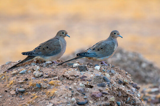 Pair of Mourning Doves (Zenaida macroura) perched on a rocky mound; Casa Grande, Arizona, United States of America