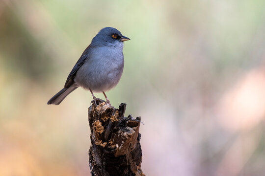 Yellow-eyed Junco (Junco phaeonotus) perched on a broken branch in the Chiricahua Mountains of Southeast Arizona; Portal, Arizona, United States of America