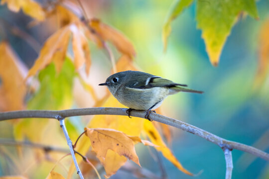 Ruby-crowned Kinglet (Corthylio calendula) perched on a branch at Cave Creek Ranch in the Chiricahua Mountains of Southeast Arizona; Portal, Arizona, United States of America
