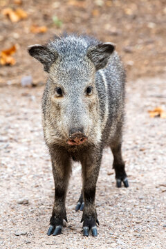 Javalina, or Collared Peccary (Pecari tajacu), at Cave Creek Ranch in the Chiricahua Mountains of Southeast Arizona; Portal, Arizona, United States of America