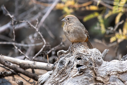 Canyon Towhee (Melozone fusca) perched on a gnarly log at the Rodrigues feeders near Portal, Arizona in the Chiricahua Mountains of Southeast Arizona; Portal, Arizona, United States of America