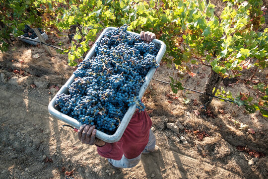 Wine Grape Harvest