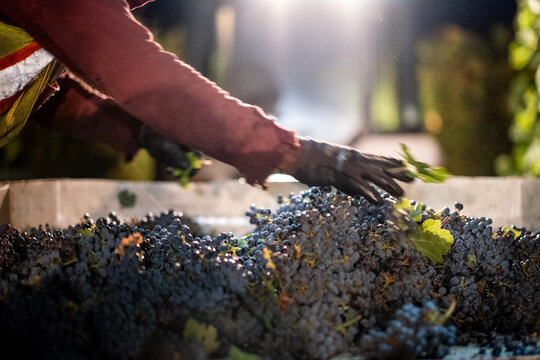รูปภาพZinfandel – เลือกดูภาพถ่ายสต็อก เวกเตอร์ และวิดีโอ3,332 | Adobe Stock