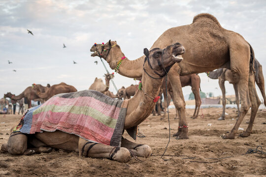 Camels (Camelus) at the Puskar Camel Fair; Pushkar, Rajasthan, India