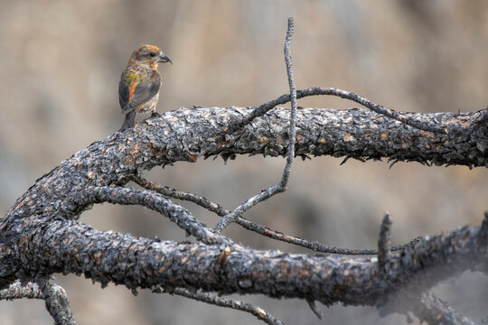 Red Crossbill (Loxia curvirostra) perched on a pine branch in the Charles M. Russell National Wildlife Refuge; Montana, United States of America