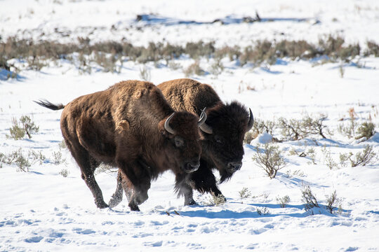 Male and female Bison (Bison bison) running side by side through the snow in Yellowstone National Park; Wyoming, United States of America