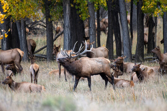 Bull Elk surround by cows, Charles M. Russell National Wildlife Refuge, Montana, USA