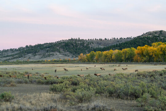 Elk grazing Charles M. Russell National Wildlife Refuge, Montana, USA