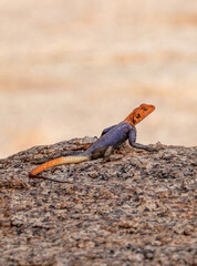 Male Namib rock agama 