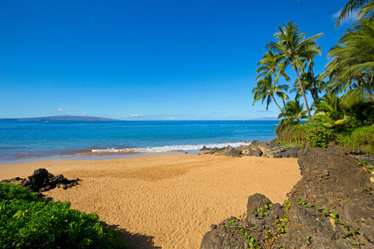 Golden sand at Po'olenalena Beach with palm trees and lava rock along the cove; Wailea, Makena, Maui, Hawaii, United States of America