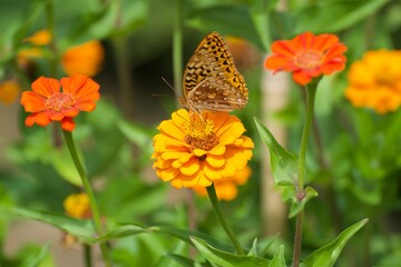 butterfly on yellow flower