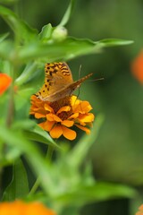 butterfly on flower