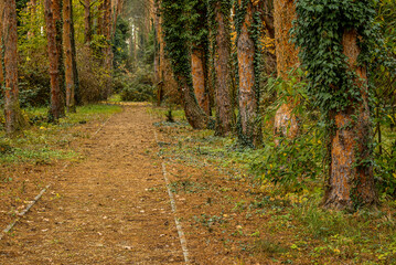path in autumn forest