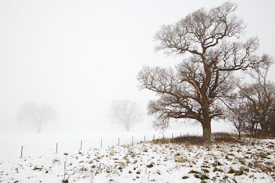 An oak tree in snow and fog, on the banks of the River Exe, Powderham, Starcross, Devon, Great Britain; Starcross, Devon, England