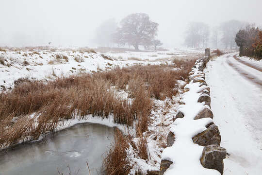 Frozen pond with snow and fog, beside the estuary of the River Exe, Powderham, Starcross, Devon, Great Britain; Starcross, Devon, England