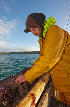 Fisherman sifting through the dredged catch, aboard 'Alf Smythers', a sailing oyster dredger, in Carrick Roads, the estuary of the River Fal, near Falmouth, Cornwall, Great Britain; Cornwall, England