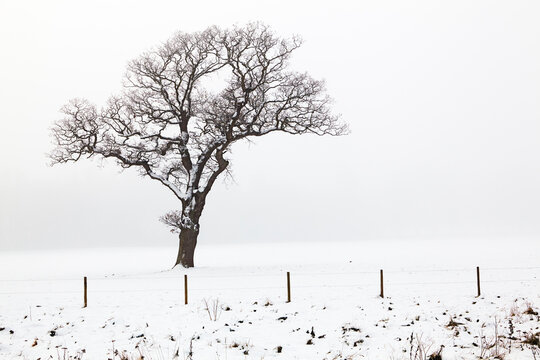 An oak tree in snow and fog, on the banks of the River Exe, Powderham, Starcross, Devon, Great Britain; Starcross, Devon, England