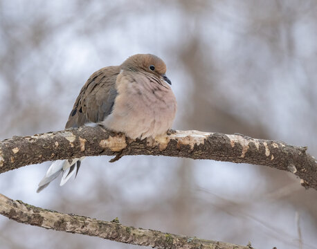 A cold songbird the mourning dove is all puffed up perched on a branch.  The bird is also known as the American mourning dove, turtle dove. A close up photo taken during a very cold morning in winter.