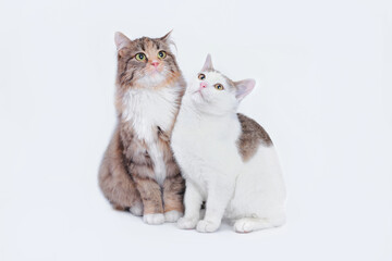 Obraz premium Big fluffy Cat with big eyes is sitting next to a white small Cat on a white background. Portrait of two cats. Animal friendship. Animal theme. Close up different two cats. Empty space for text