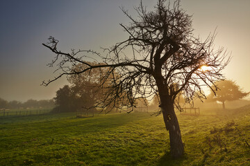 Gnarled old tree in misty sunrise light, at Burrowbridge, in the Somerset Levels, near Langport, Somerset, Great Britain; Burrowbridge, Somerset, England