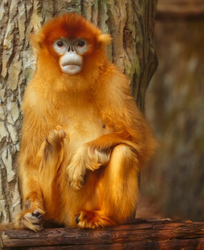 Portrait of a Golden snub-nosed monkey (Rhinopithecus roxellana) in Nanjing Zoo; Nanjing, Jiangsu province, China