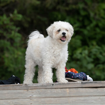Bichon Frise dog standing on a wooden deck looking out, Lake of the Woods, Ontario; Ontario, Canada