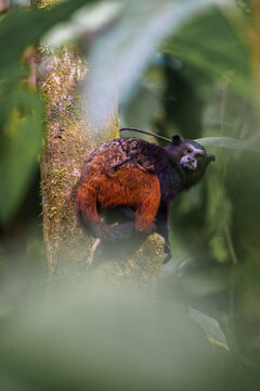 Rear view of a monkey showing colouration of fur and looking back at the camera; Peru