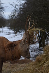 farmland deer eating hay in the icy snow