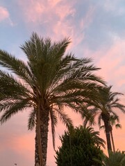 palm trees at sunset