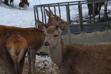 farmland deer eating hay in the icy snow